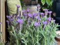 Thumbnail of  Thai Remedial Therapy in Hampton Wick